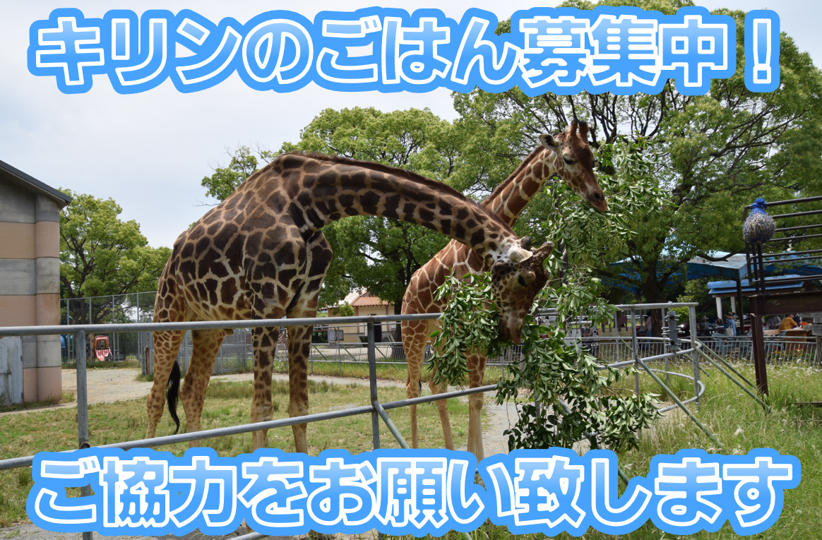 キリンの食べる枝葉を募集しています。   大牟田市動物園
