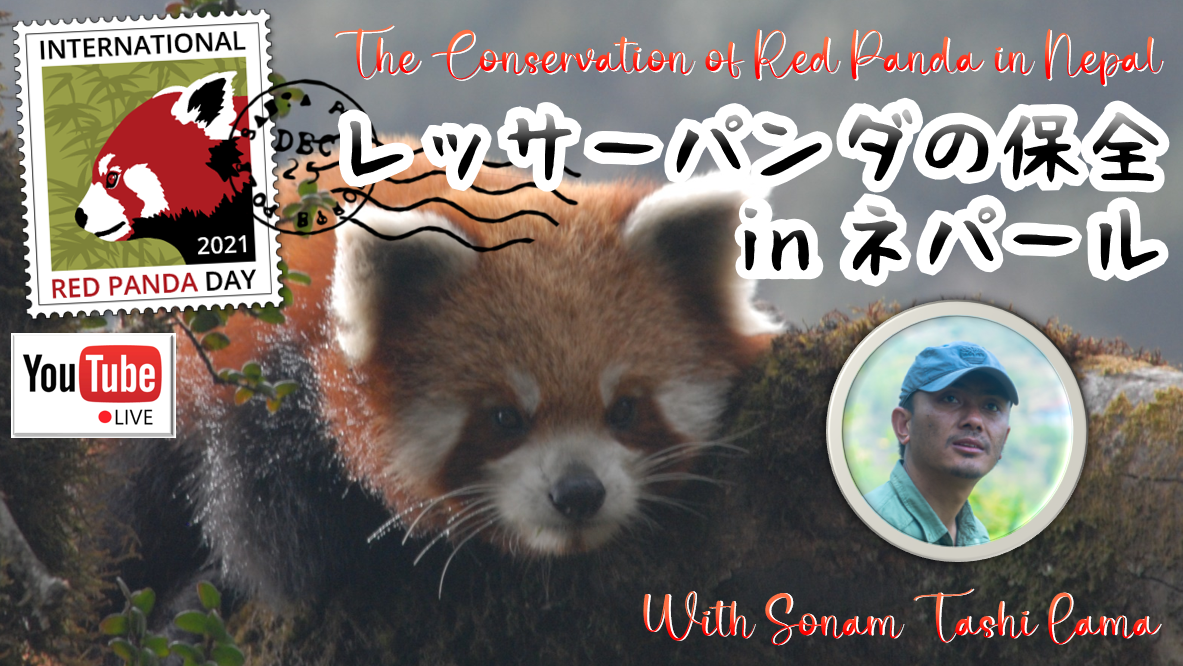 ライブ配信 レッサーパンダの保全 In ネパール 9 19 大牟田市動物園 Omuta City Zoo